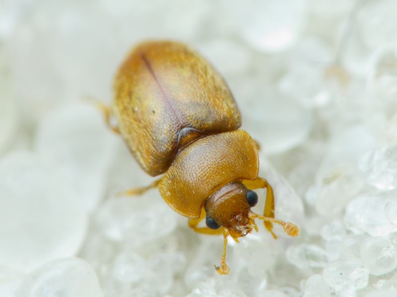 Nitidulidae Latreille, 1802
